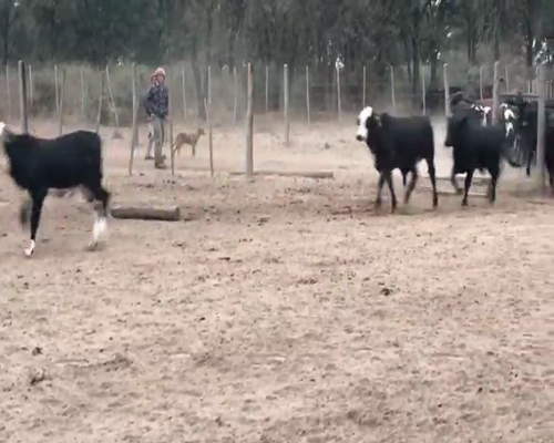 Lote 60 Terneros en Quimilí, Santiago del Estero