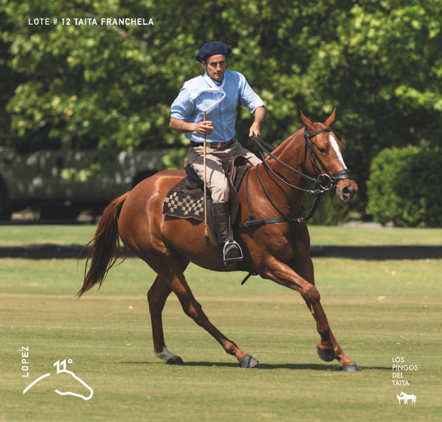 Lote TAITA FRANCHELA - T/E (DOLFINA EL MESSI - OPEN CHELA)