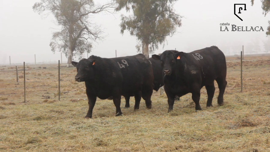 Lote TOROS PUROS CONTROLADOS