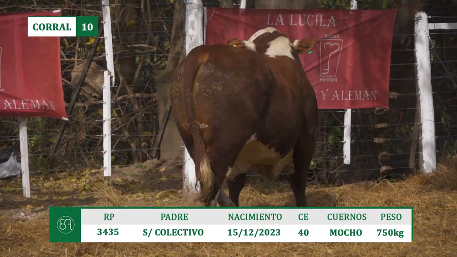 Lote TOROS BRAFORD A VENTA EN HERSILIA 2026