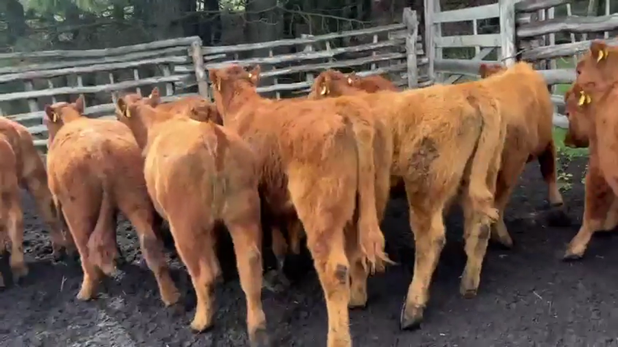 Lote 20 Ternera en Coyhaique, XI Región Aysén