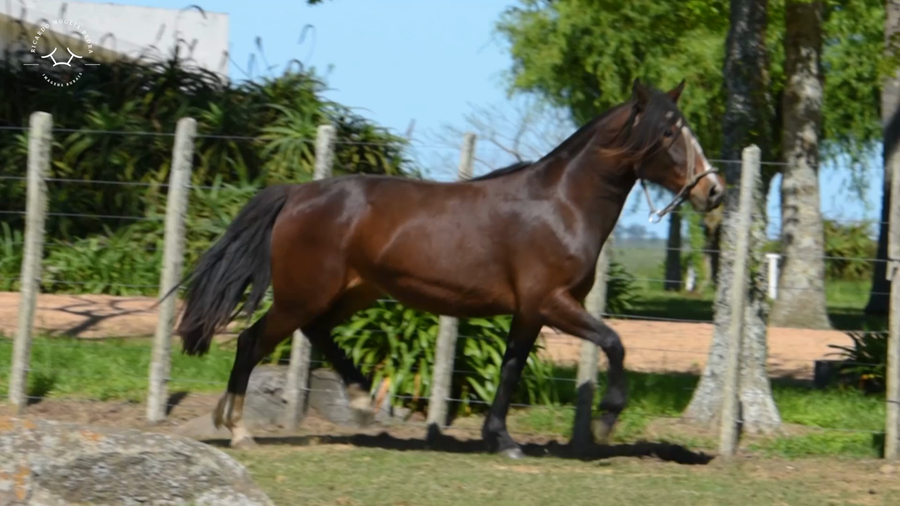 Lote El Gavilán Opalina (RP 490) Cabaña "El Gavilán"