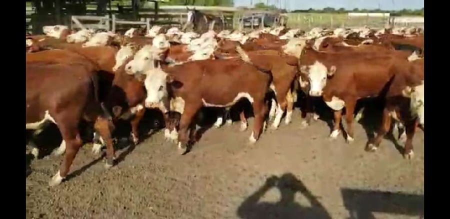 Lote 90 Terneros/as en Villaguay, Entre Ríos