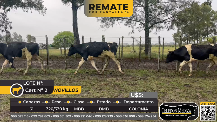 Lote 31 Novillos en  ruta 21km 215,Colonia