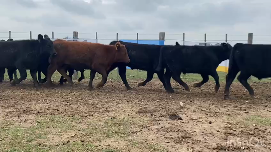 Lote 60 Terneros en Brandsen, Buenos Aires