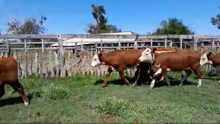 Lote 35 Terneros en Corrientes, Curuzú-Cuatiá