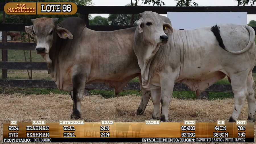 Lote LOTE 86 - PANTALLA