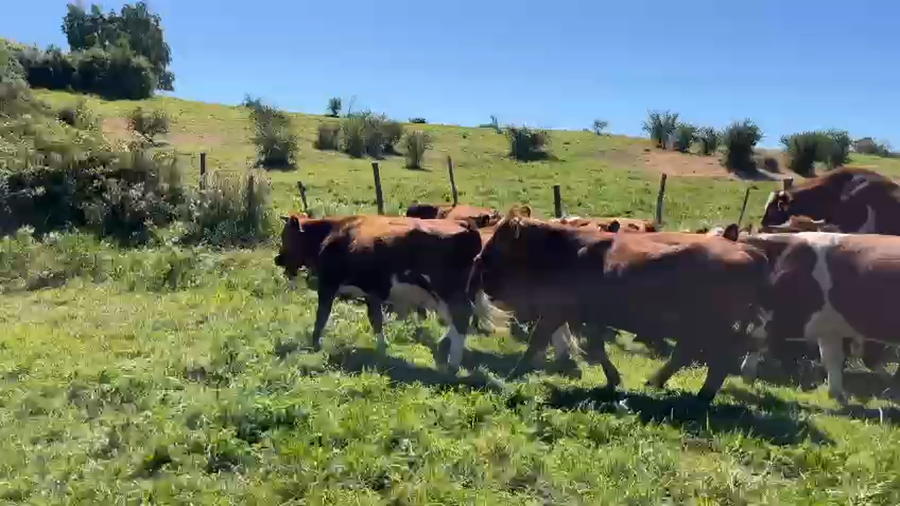 Imagen 3 del Lote Lote 50 Novillo Engorda en San Pedro, Región Metropolitana
