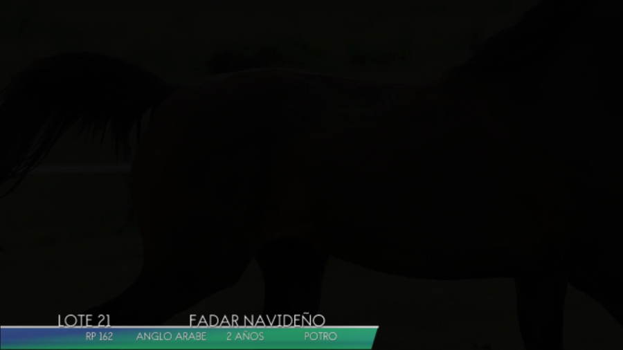 Lote FADAR NAVIDEÑO