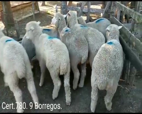 Lote BORREGOS