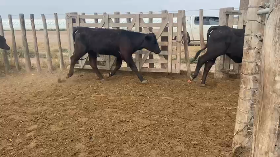 Lote 200 Vaquillonas en Bandera, Santiago del Estero