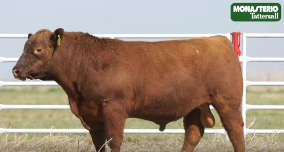 Lote TOROS GENERALES, CONTROLADOS Y REGISTRADOS