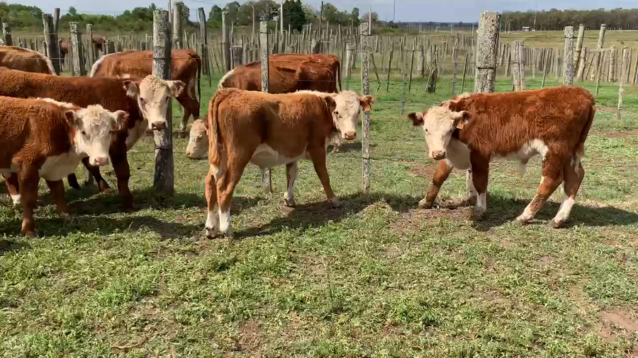 Lote 35 Terneros en Tupambaé, Cerro Largo