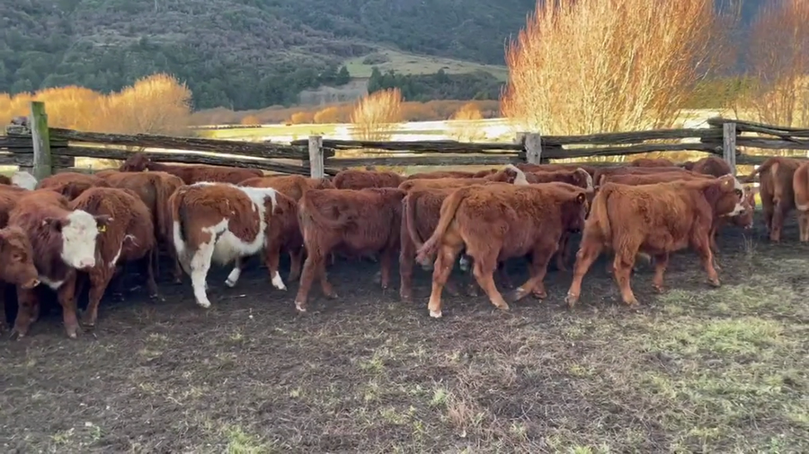 Lote 48 Ternero en Coyhaique, XI Región Aysén