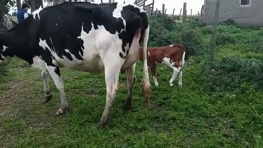 Lote 2 Piezas de cría HOLANDO a remate en REMATE POR PANTALLA 400kg - , San José