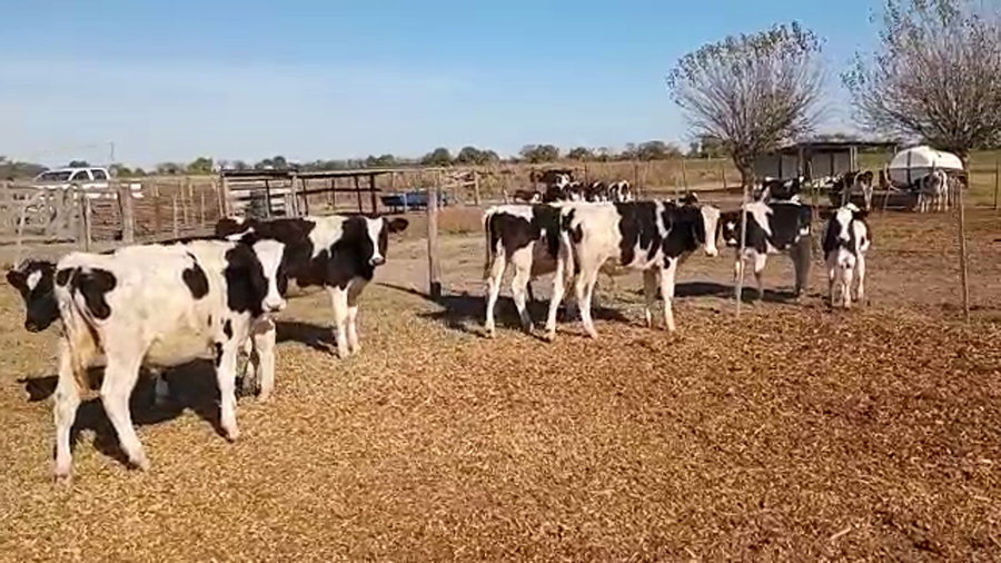 Lote 15 Terneros Holando Argentino en Brinkmann, Córdoba