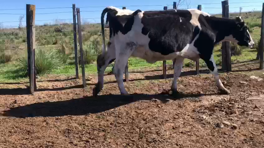 Lote 1 Vaq. proximas holando