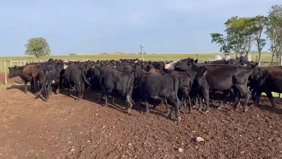 Lote VIENTRES ENTORADOS