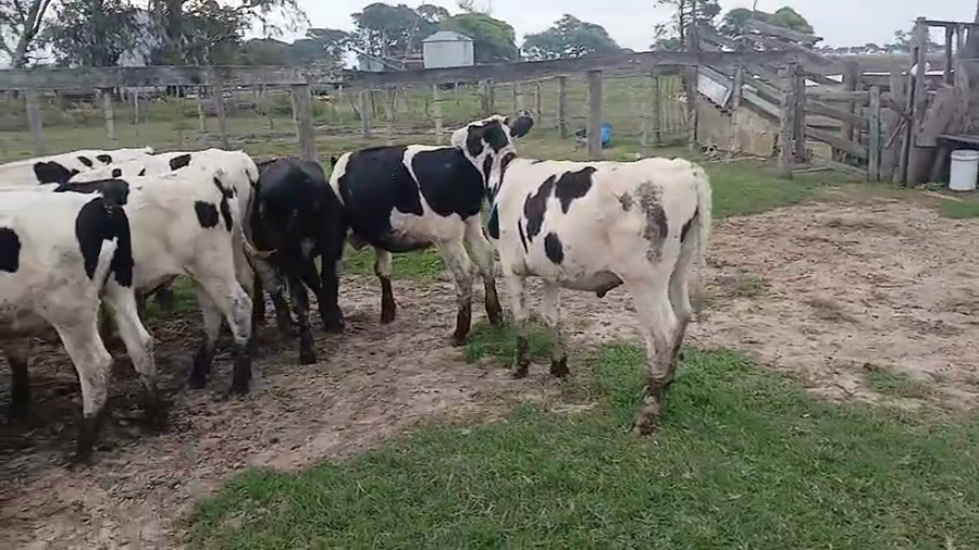 Lote 17 Novillitos Holando Argentino en Col. Bigand, Santa Fe