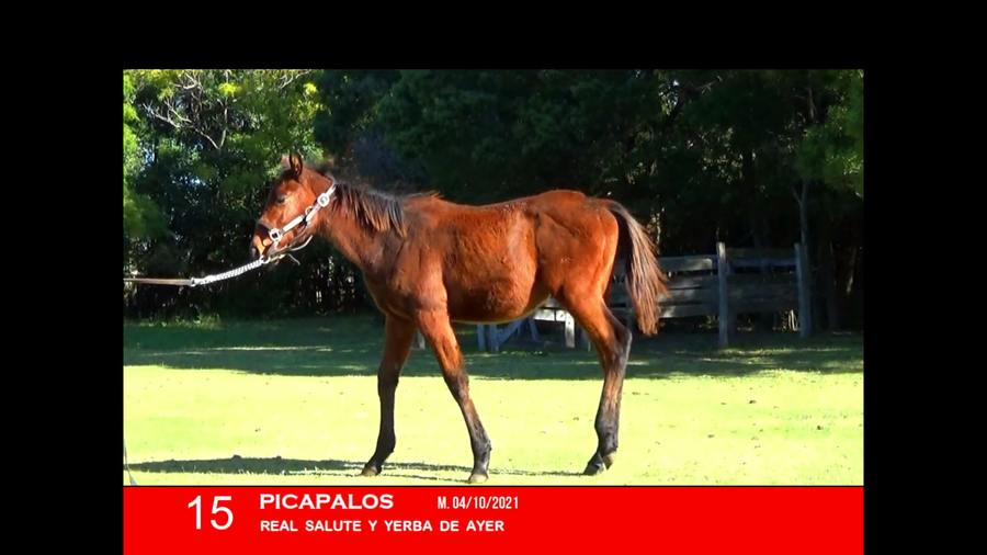 Lote PICAPALOS