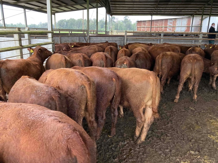 Lote 40 Ternero en Puerto Varas, X Región Los Lagos