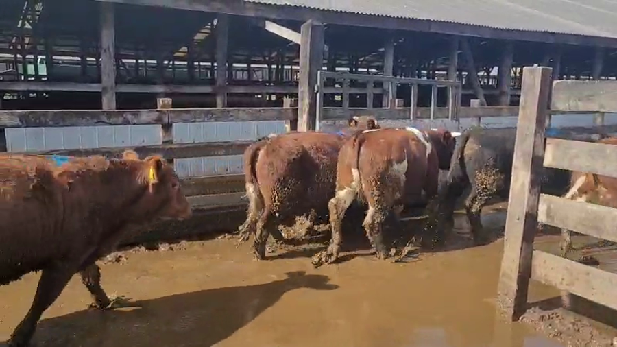 Lote 40 Novillo Gordo en Los Lagos, XIV Región Los Ríos