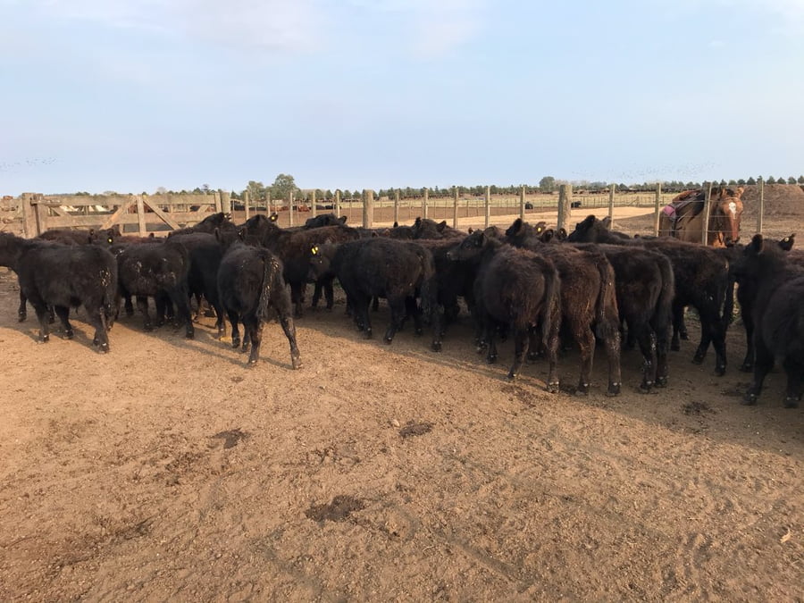 Lote 65 Terneros en Saladillo, Buenos Aires