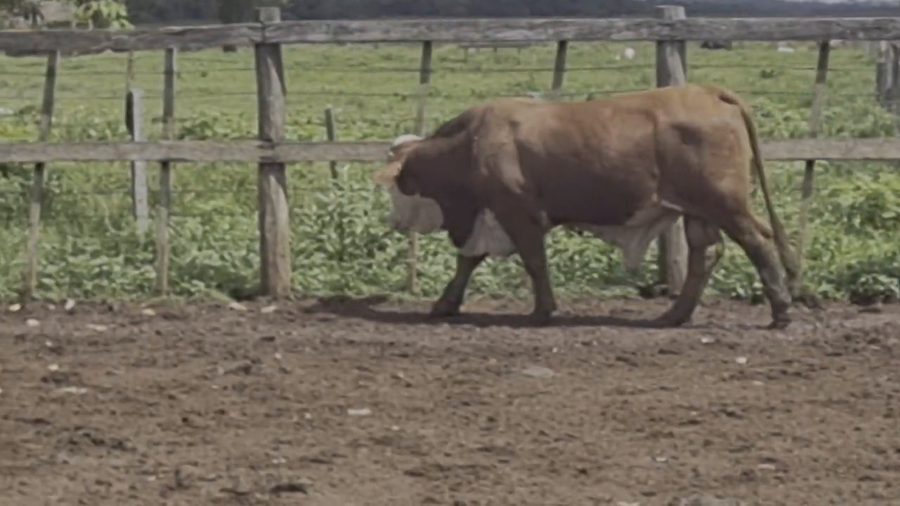 Lote Toros T. Braford a remate en Remate de Reproductores, Asunción