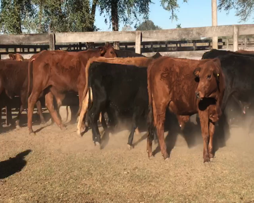 Lote 85 Novillitos en Pirané, Formosa