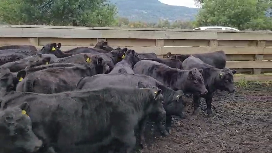 Lote 34 Ternera en Melipeuco, IX Región Araucanía