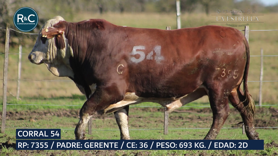 Lote Toro Braford