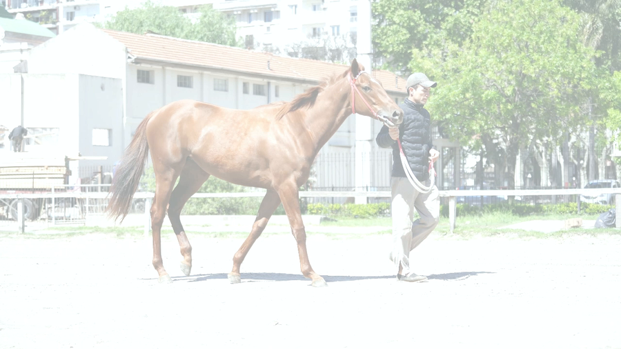 Lote TORIBIA MORRIS (GOUVERNEUR MORRIS - LA NEGRA TORIBIA )