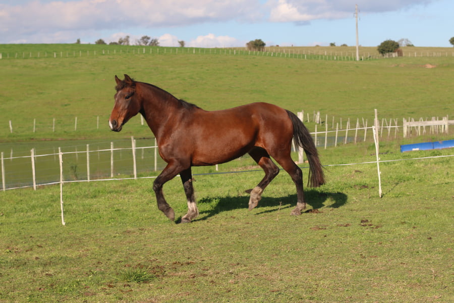 Lote SANTA GLORIA PICANTONA