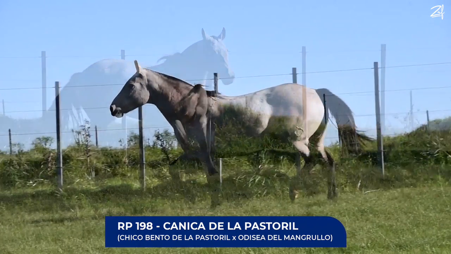 Lote Canica de La Pastoril