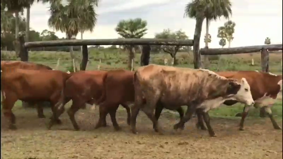 Lote 35 Vacas de invernar en Empedrado, Corrientes