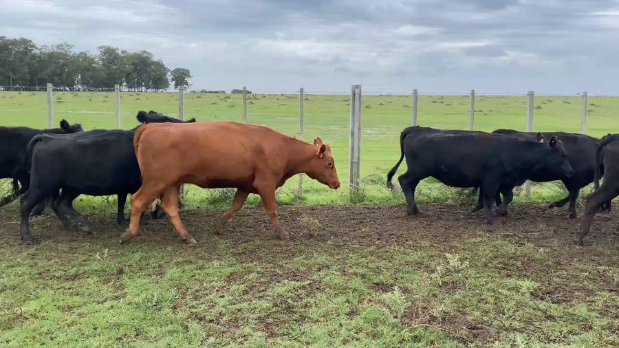 Lote 121 Vaquillonas 1 a 2 años en Treinta y Tres