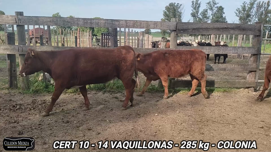 Lote 14 Vaquillonas 1 a 2 años en Campana, Colonia