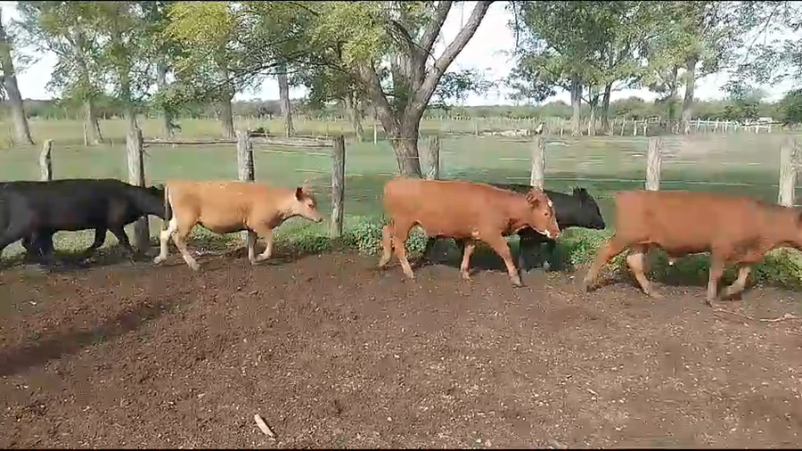 Lote 70 Terneros/as en Sauce, Corrientes