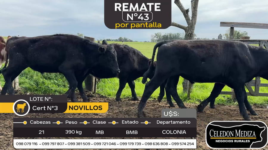 Lote 21 Novillos en Otra Localidad, Colonia