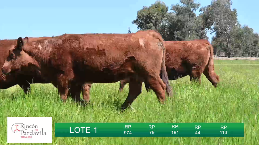 Lote HEMBRAS RINCON DE PARDAVILLA