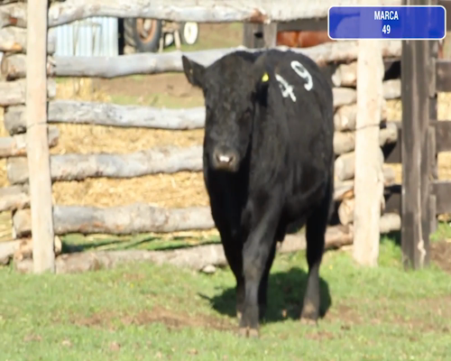 Lote 1 Toro en Coyhaique, XI Región Aysén