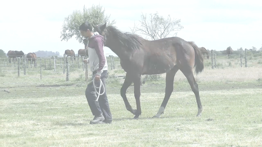 Lote IZZAPETA CRY (SANDINO RULER  -  CRY TO ME)