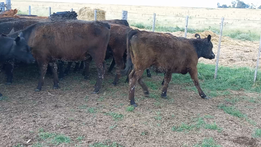 Lote 30 Novillitos y vaquillonas en arboledas, Buenos Aires