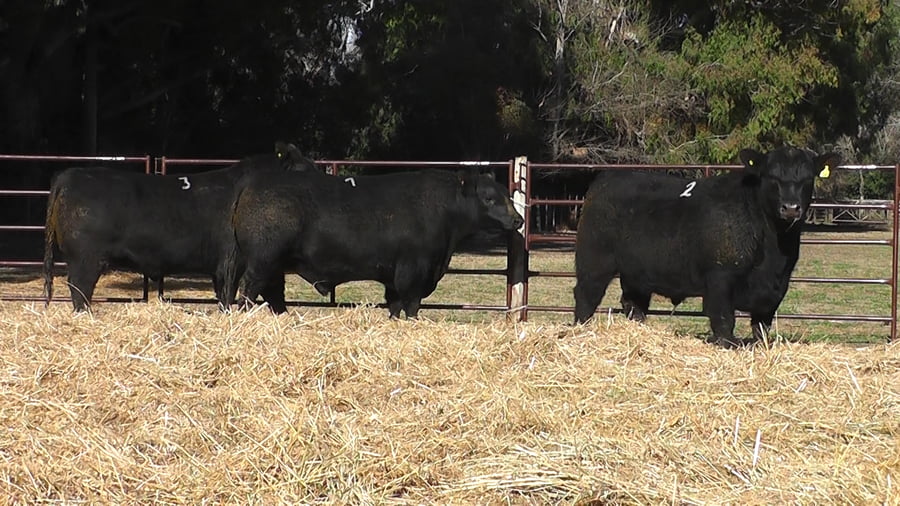 Lote TOROS PUROS DE PEDIGREE
