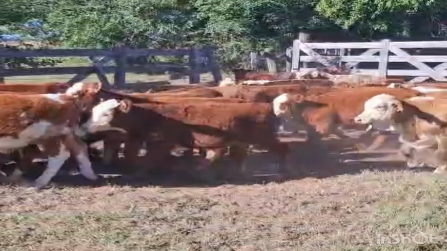 Lote 90 Terneros/as