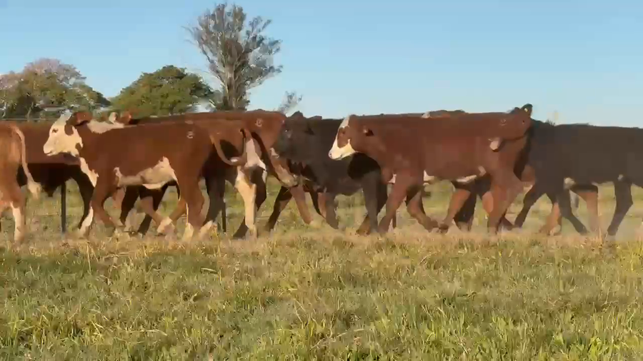 Lote 60 Terneros en Corrientes, Bella Vista
