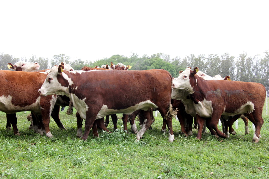 Lote VAQUILLONAS PREÑADAS PR POLLED HEREFORD -PARICION OTOÑO 2022-