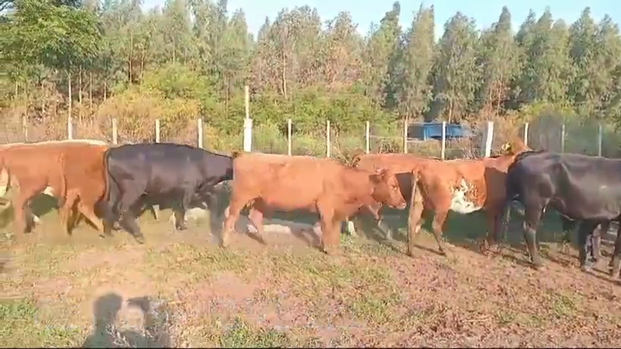 Lote VACAS INVERNADA