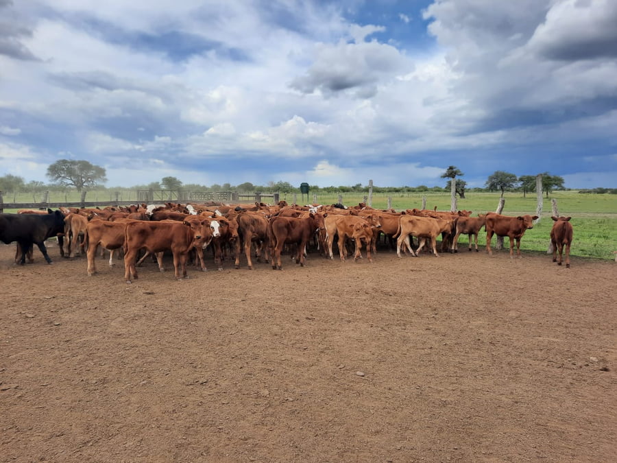 Lote SAENZ VALIENTE, BULLRICH Y Cia. S.A.