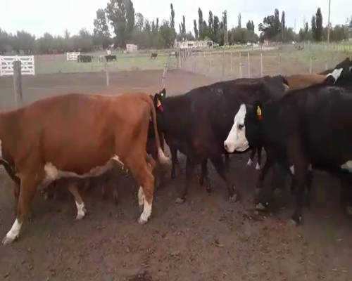 Lote 35 Vacas medio uso C/ cria en Mayor Buratovich, Buenos Aires